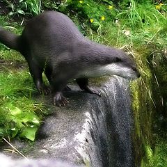 photo "elusive otter"