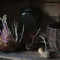 photo "Package sprouted potatoes"