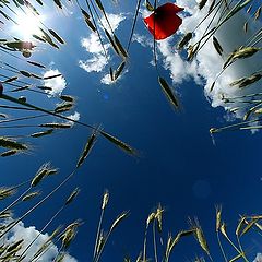 photo "Wheat, clouds and bright blue sky..."