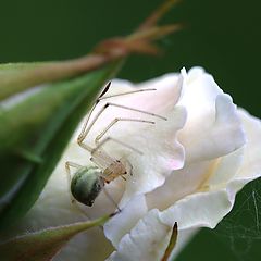 фото "hiding"