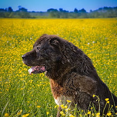 photo "Werewolf"