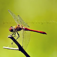 photo "Sympetrum fonscolombii"