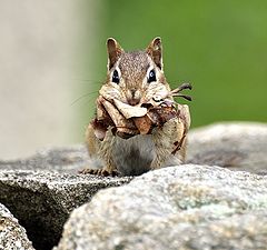 photo "thrifty chipmunk"