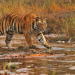 фото "The morning hunter"