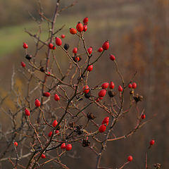 фото "Шиповник"