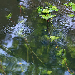 photo "under cool water"