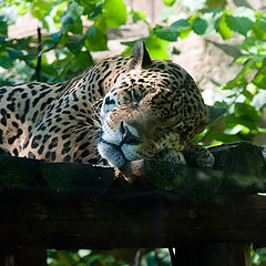 photo "Afternoon nap"