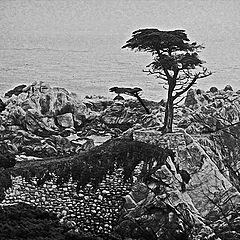 фото "Lone Cypress"
