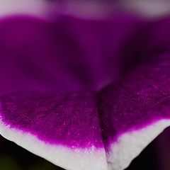 photo "***"