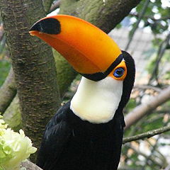 фото "Bird."