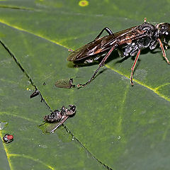 photo "Fast food"