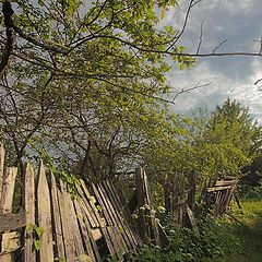 photo "Abandoned garden. Nobody apple-trees"