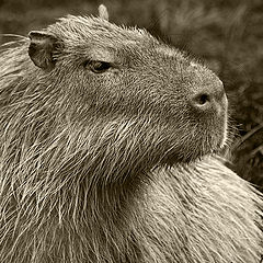 photo "Portrait of capybara"