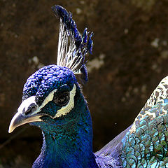 photo "peacock"