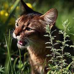 photo "кот"