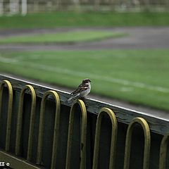 фото "Главный зритель"