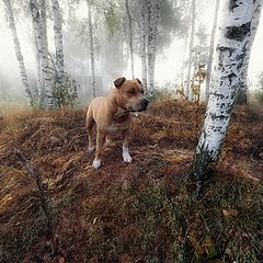 фото "Бугор"