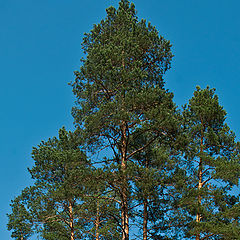 photo "Pines"