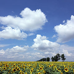 photo "Triumph summer / Лето триумфа"