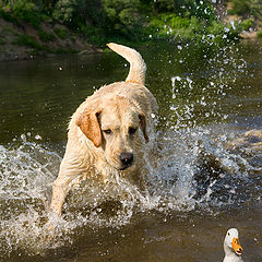 photo "The first hunting"