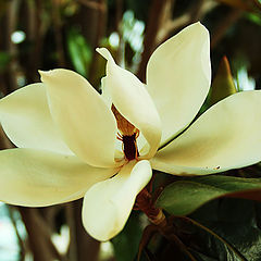 фото "Magnolia"