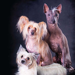 photo "Trio of nudists"