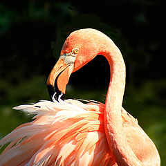 фото "Розовый фламинго"