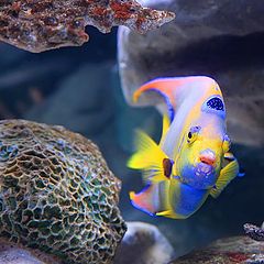фото "рыбка"