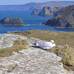 photo "Seagull, people, the sea..."