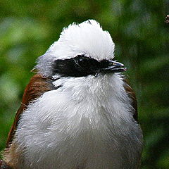 фото "Bird."