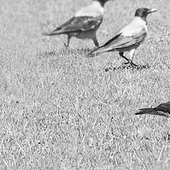 фото "crows on the ground"