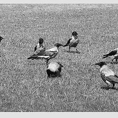 фото "crows on the ground 2"