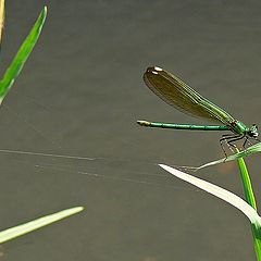 photo "Georgian Green Dragonfly"