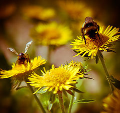 photo "Let's go! The winner take the flower!"