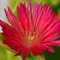 photo "Succulent Red"