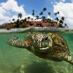 фото "Возвращение большой зеленой черепахи"