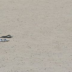 фото "meeting on the beach"