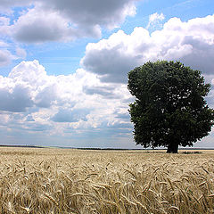 photo "Lost oak / Потерянный дуб"