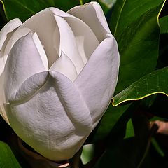 photo "Magnolia 1"