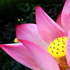 photo "Lotus"