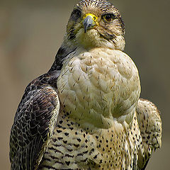 photo "Falcon"