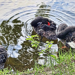 photo "Swans"