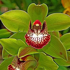 photo "Cymbidium Orchid."