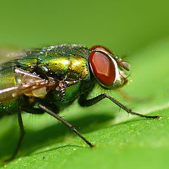 photo "Green Fly"