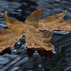 фото "Maple leaf"