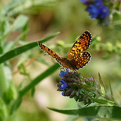 фото "Melitaea phoebe"