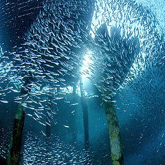 photo "Divesite Ayrborei"