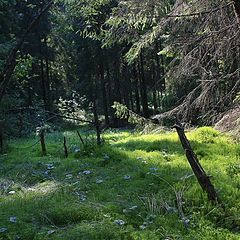 фото "зачарованный лес"