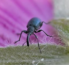 photo "Weevil"