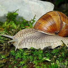 photo "Snail"